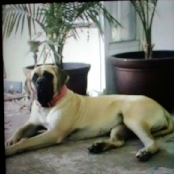 💫Meet your Posher, Missy 👑🍷🗼 - Picture 7 of 10